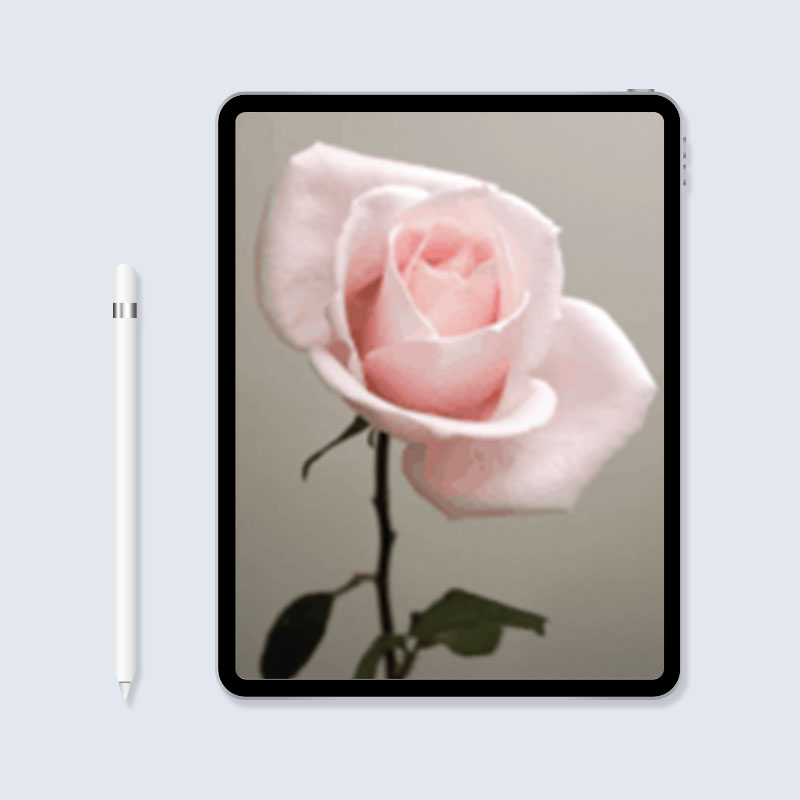 digital_1 rose reference photo for tattoo images