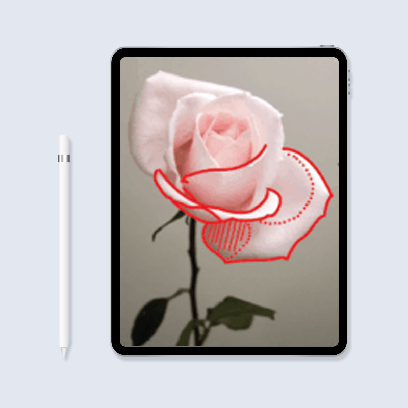 digital_2 shading labeled on a rose tattoo