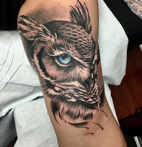 Owl